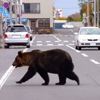 Japón tiene un problema tan grande con los osos que les ha empujado a una solución radical. Van a reinventar las puertas 